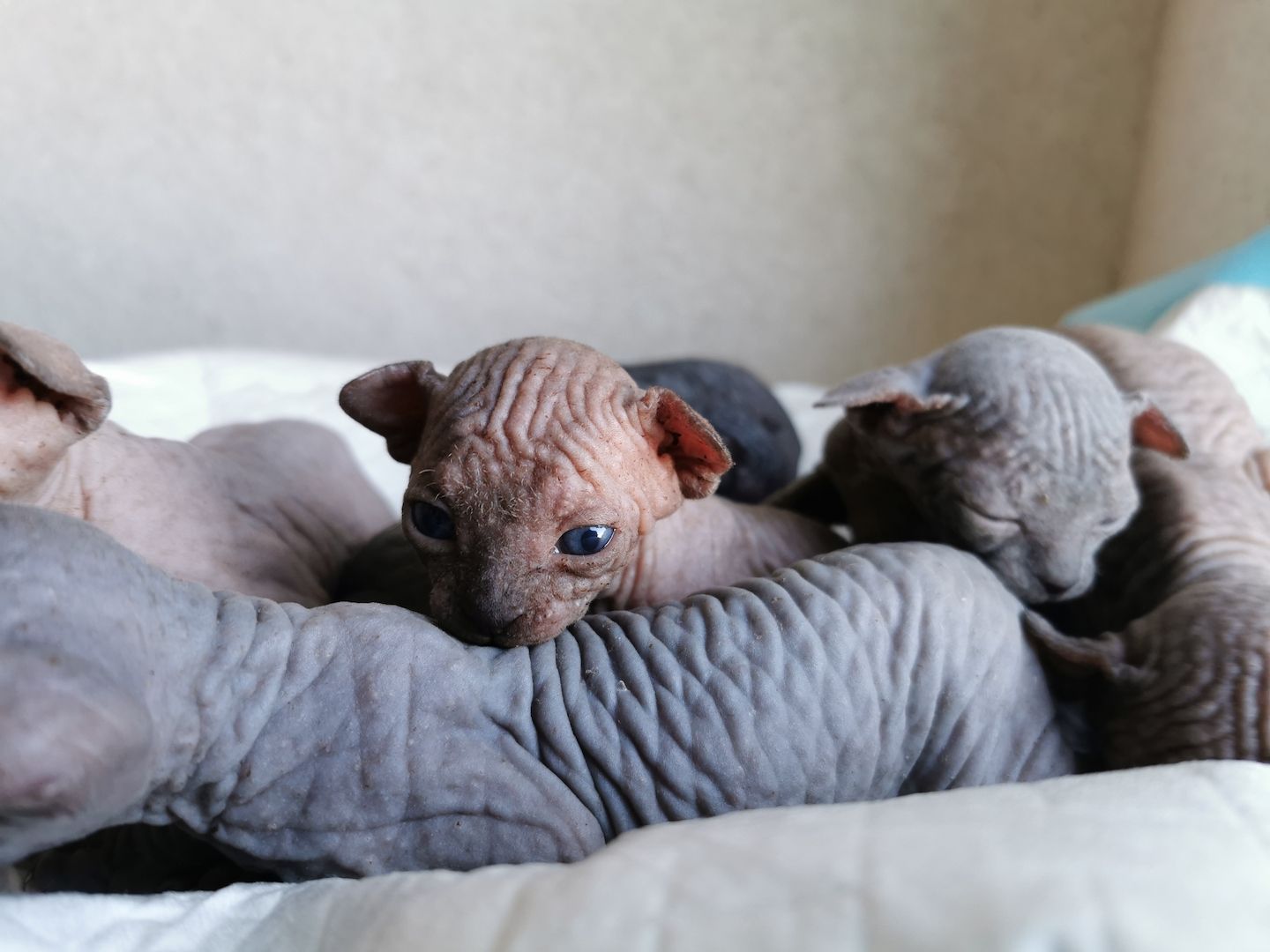 Zuckersüße KanadiaSphynx Kitten