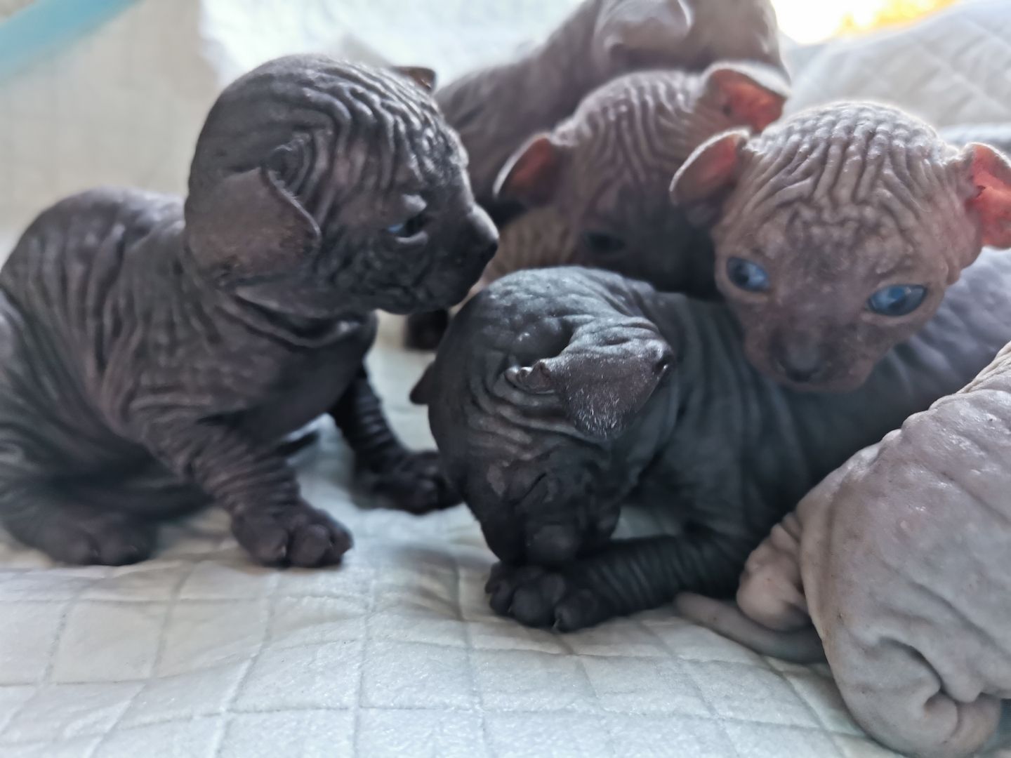 Zuckersüße KanadiaSphynx Kitten