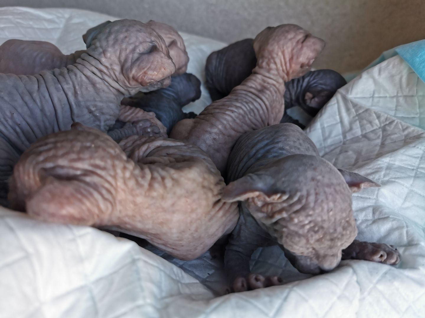 Zuckersüße KanadiaSphynx Kitten