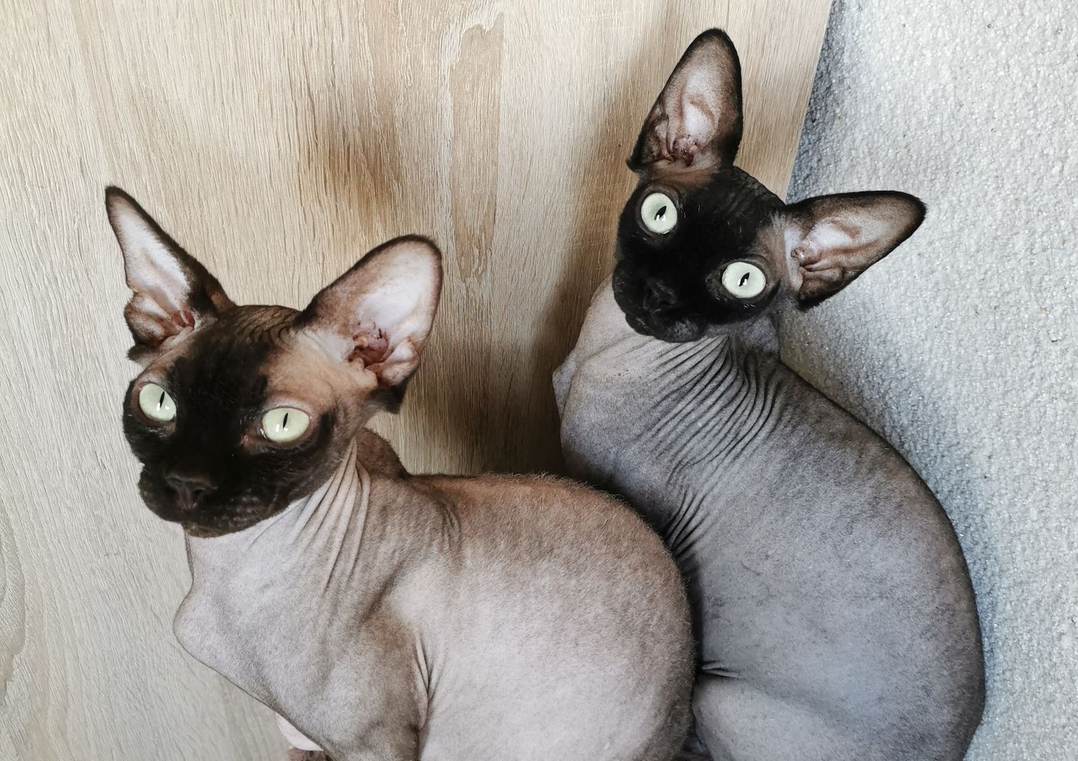 Zuckersüße KanadiaSphynx Kitten