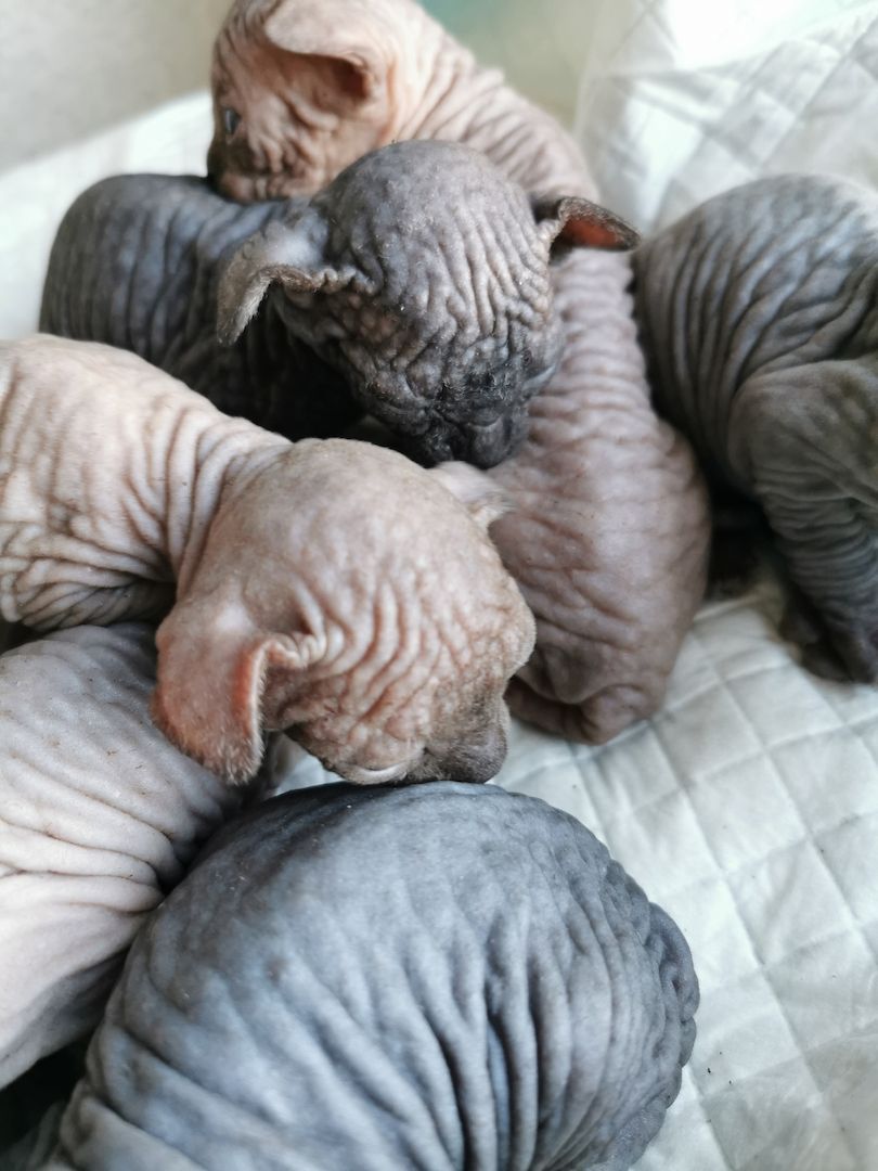 Zuckersüße KanadiaSphynx Kitten