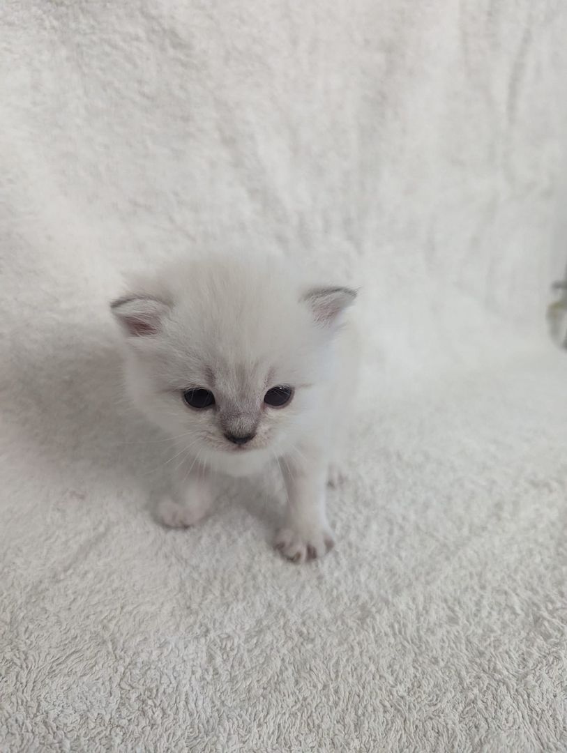 Sechs süße reinrassige BKH Kitten suchen ab 29.07.2023 ein neues Zuhause