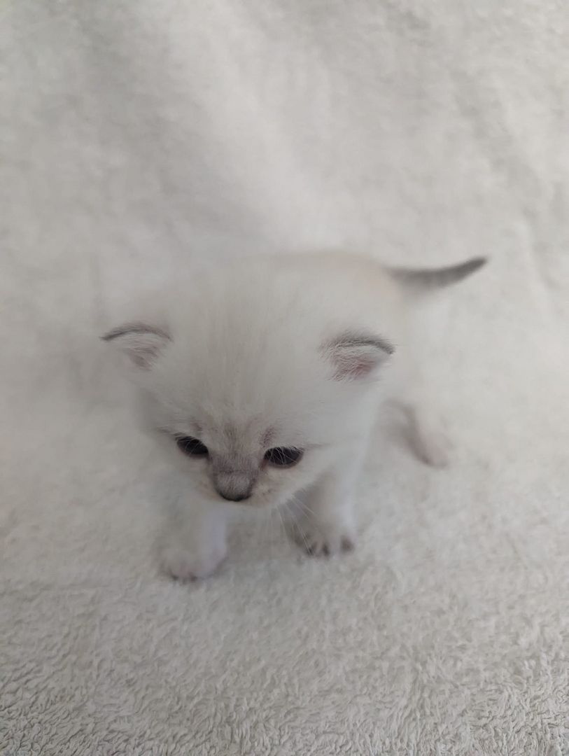 Sechs süße reinrassige BKH Kitten suchen ab 29.07.2023 ein neues Zuhause