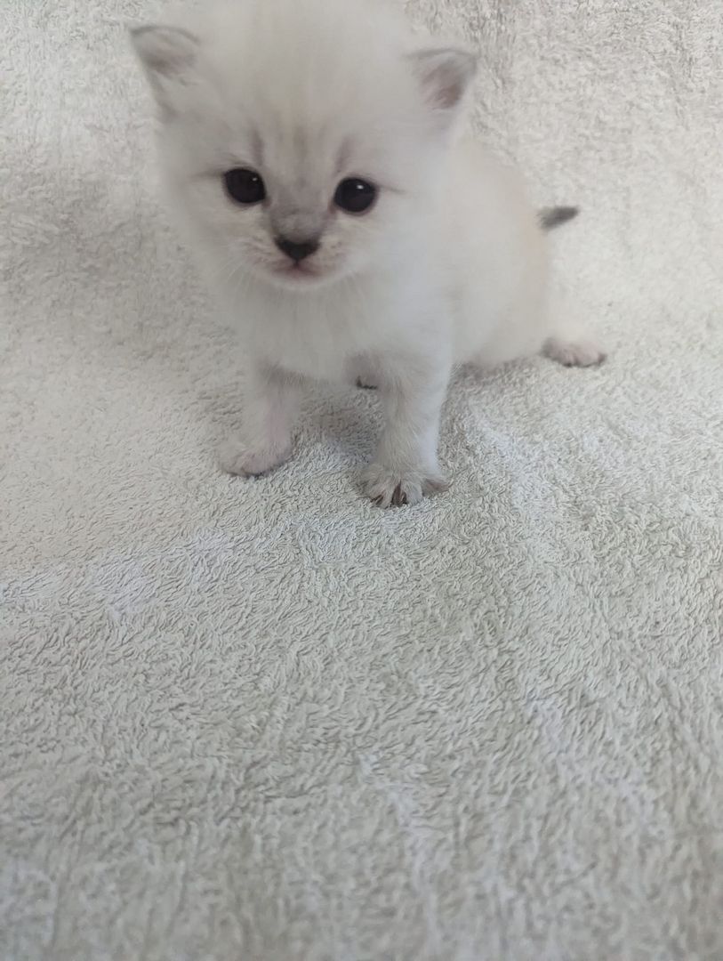 Sechs süße reinrassige BKH Kitten suchen ab 29.07.2023 ein neues Zuhause