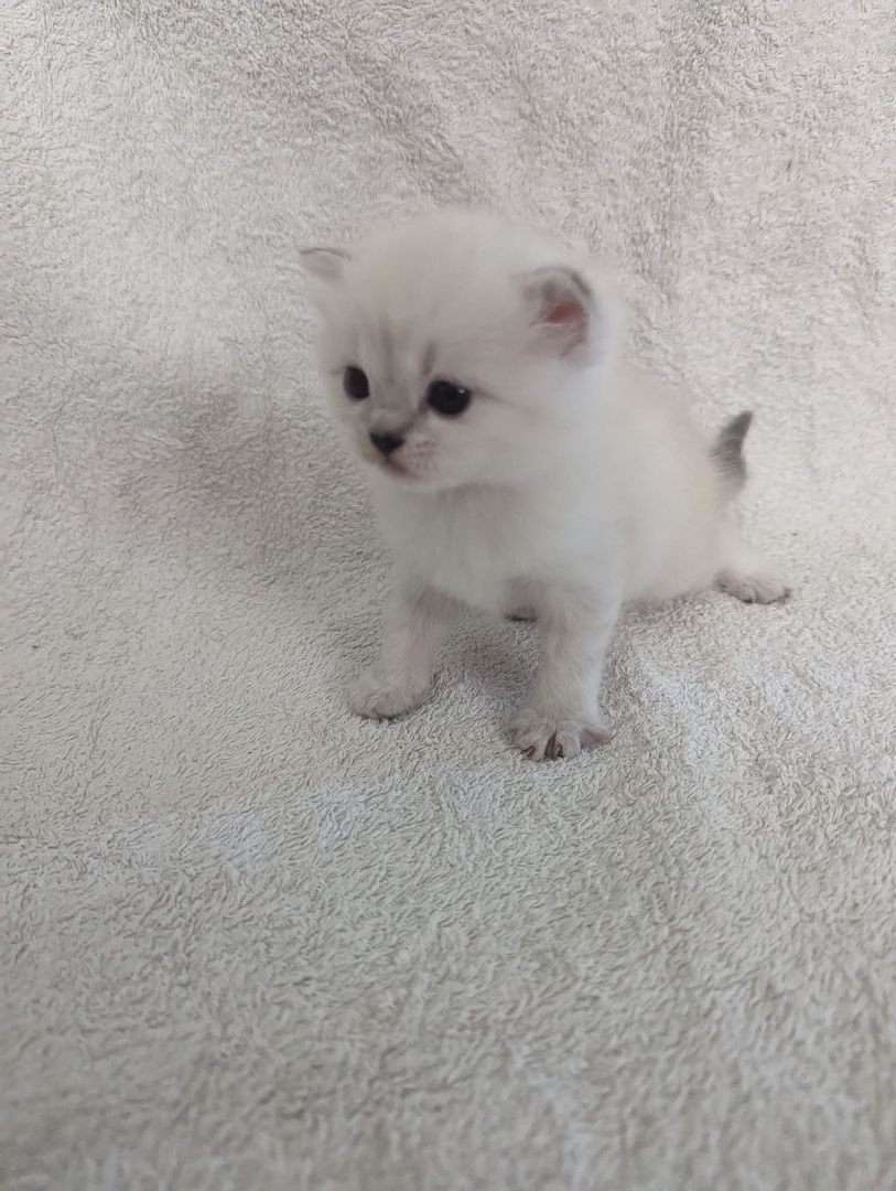 Sechs süße reinrassige BKH Kitten suchen ab 29.07.2023 ein neues Zuhause