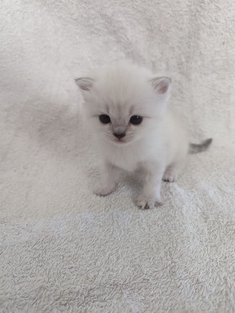 Sechs süße reinrassige BKH Kitten suchen ab 29.07.2023 ein neues Zuhause