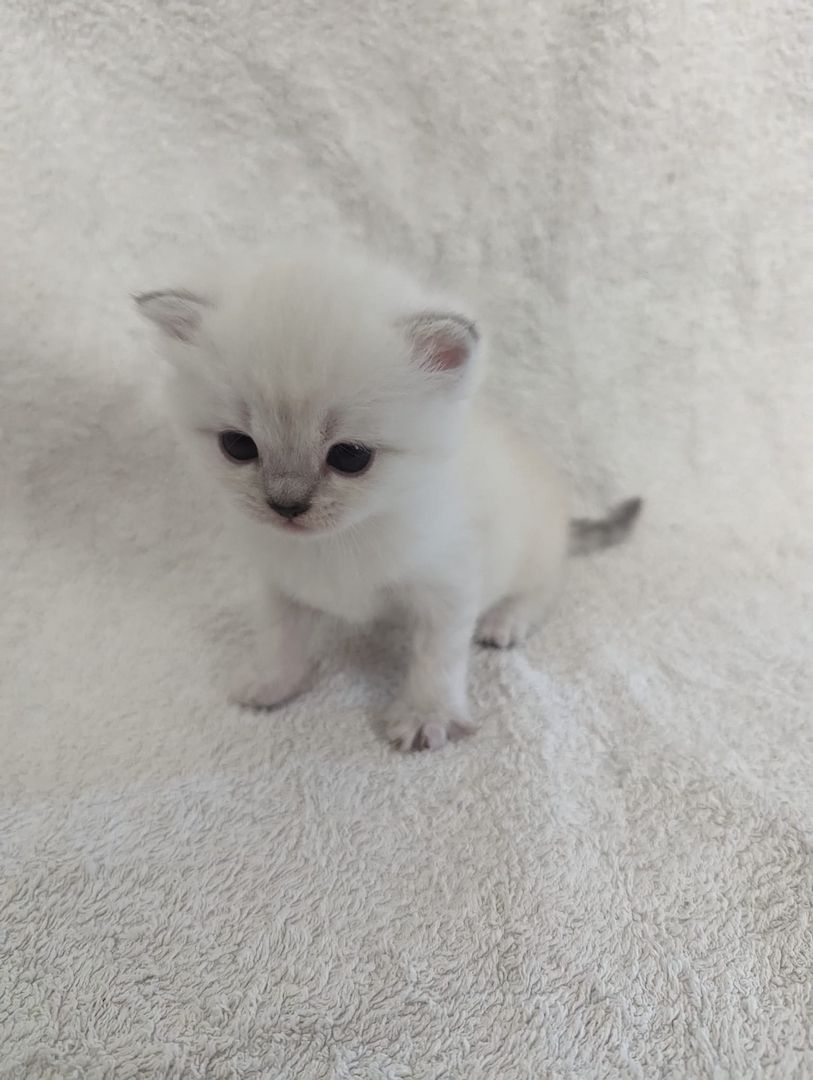 Sechs süße reinrassige BKH Kitten suchen ab 29.07.2023 ein neues Zuhause