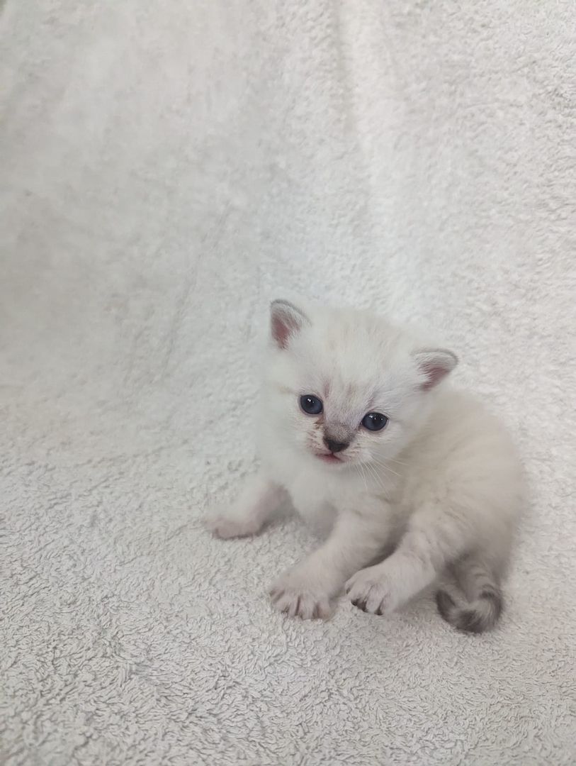 Sechs süße reinrassige BKH Kitten suchen ab 29.07.2023 ein neues Zuhause