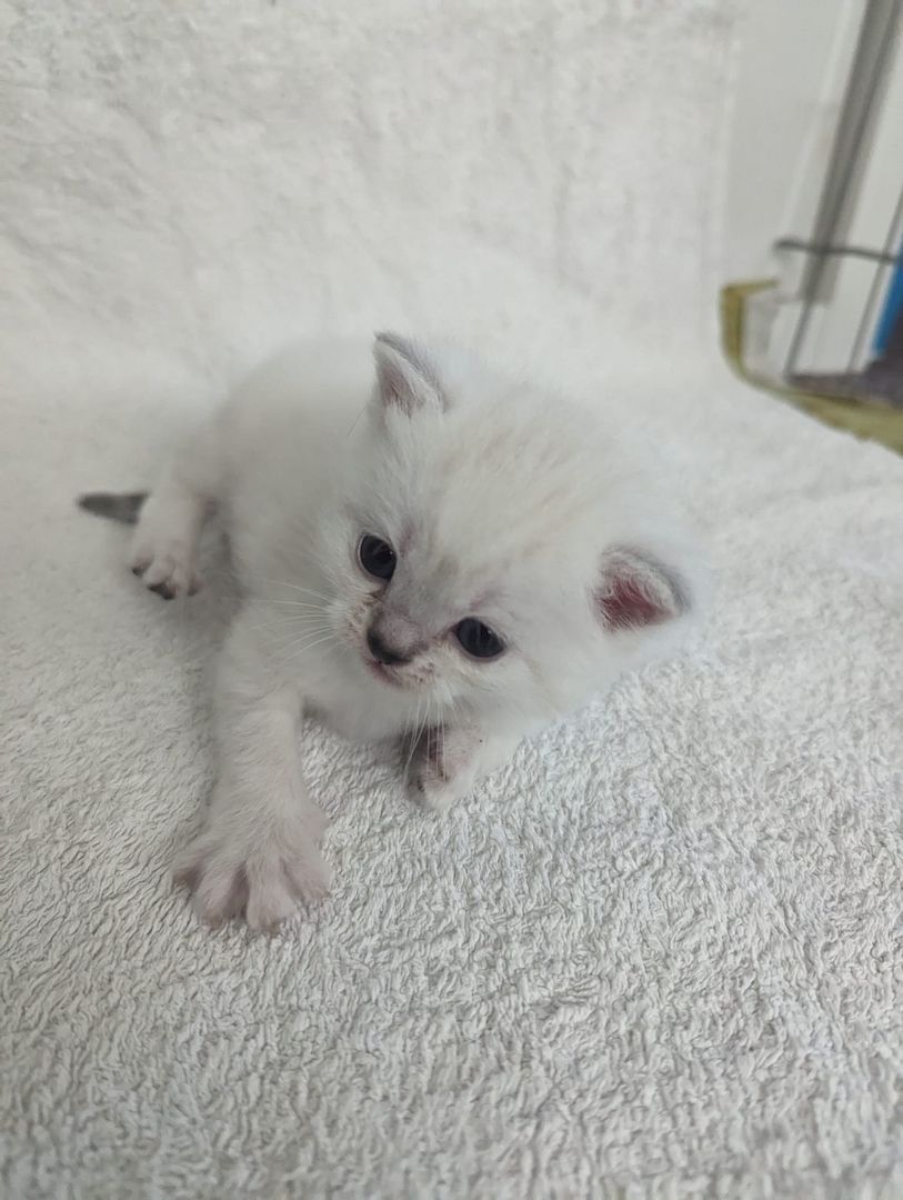 Sechs süße reinrassige BKH Kitten suchen ab 29.07.2023 ein neues Zuhause