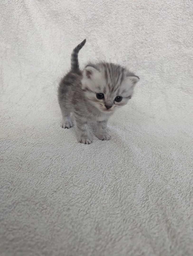 Sechs süße reinrassige BKH Kitten suchen ab 29.07.2023 ein neues Zuhause