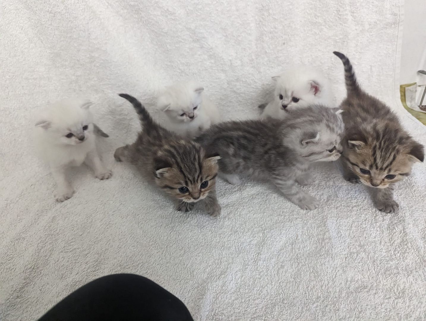 Sechs süße reinrassige BKH Kitten suchen ab 29.07.2023 ein neues Zuhause