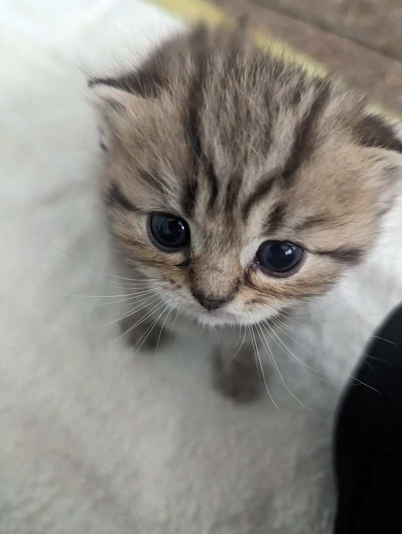 Sechs süße reinrassige BKH Kitten suchen ab 29.07.2023 ein neues Zuhause