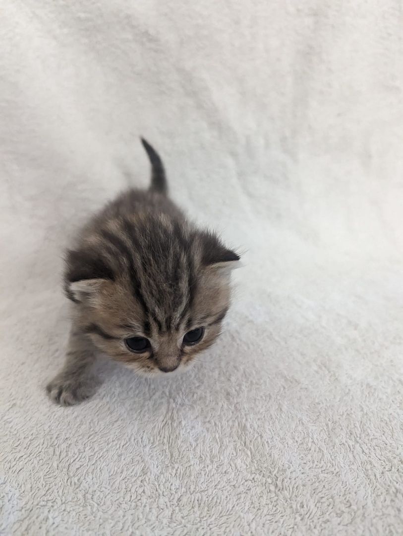 Sechs süße reinrassige BKH Kitten suchen ab 29.07.2023 ein neues Zuhause