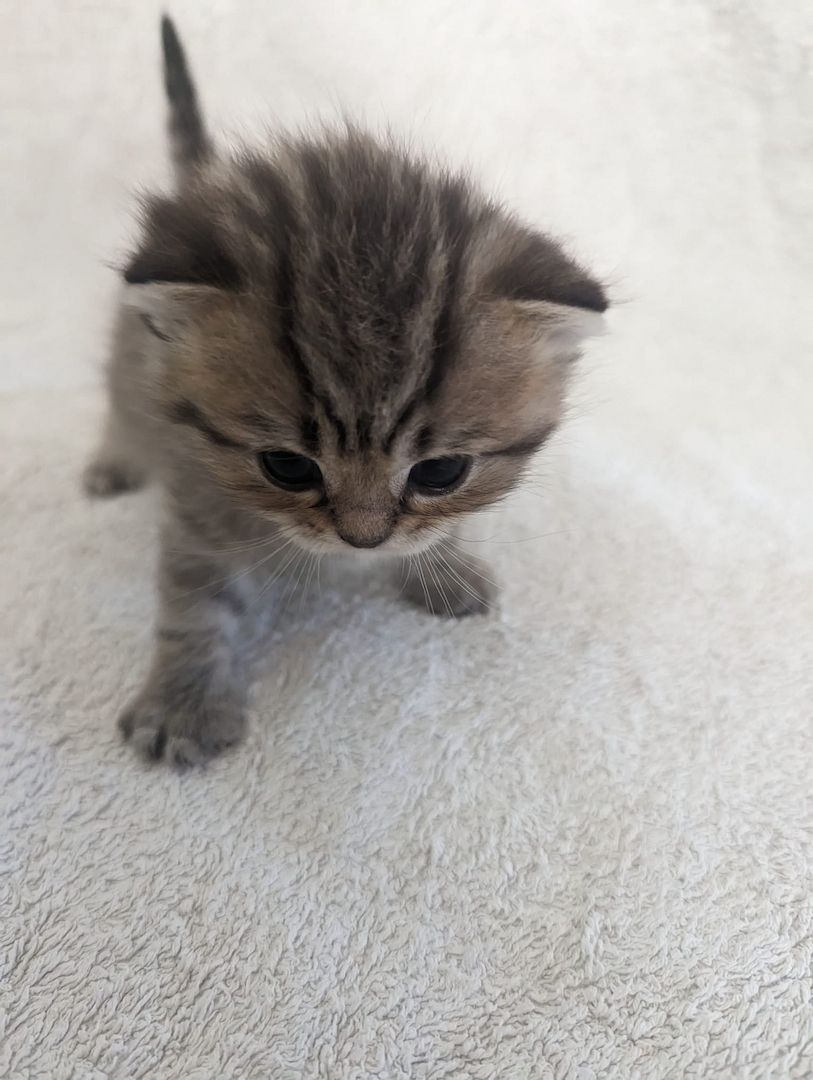 Sechs süße reinrassige BKH Kitten suchen ab 29.07.2023 ein neues Zuhause