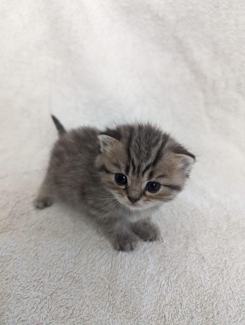 Sechs süße reinrassige BKH Kitten suchen ab 29.07.2023 ein neues Zuhause