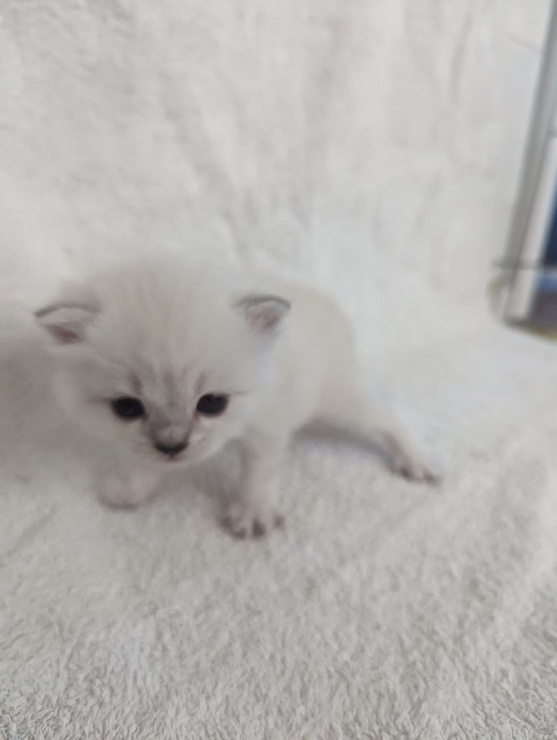 Sechs süße reinrassige BKH Kitten suchen ab 29.07.2023 ein neues Zuhause