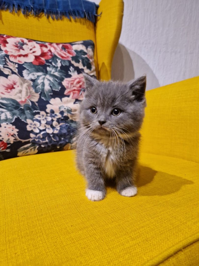 Babykatze, BKH, Kitten, Blau, Katzen