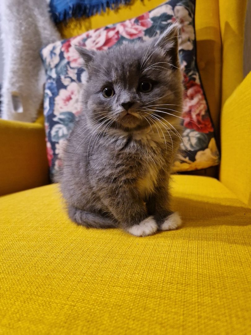 Babykatze, BKH, Kitten, Blau, Katzen