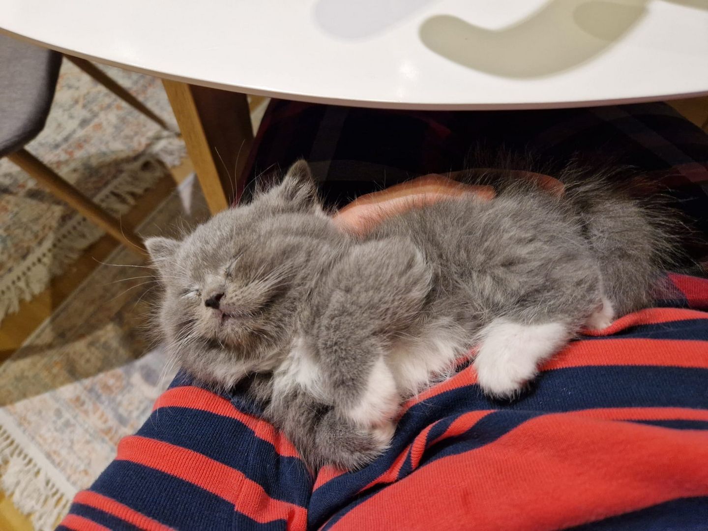 Babykatze, BKH, Kitten, Blau, Katzen