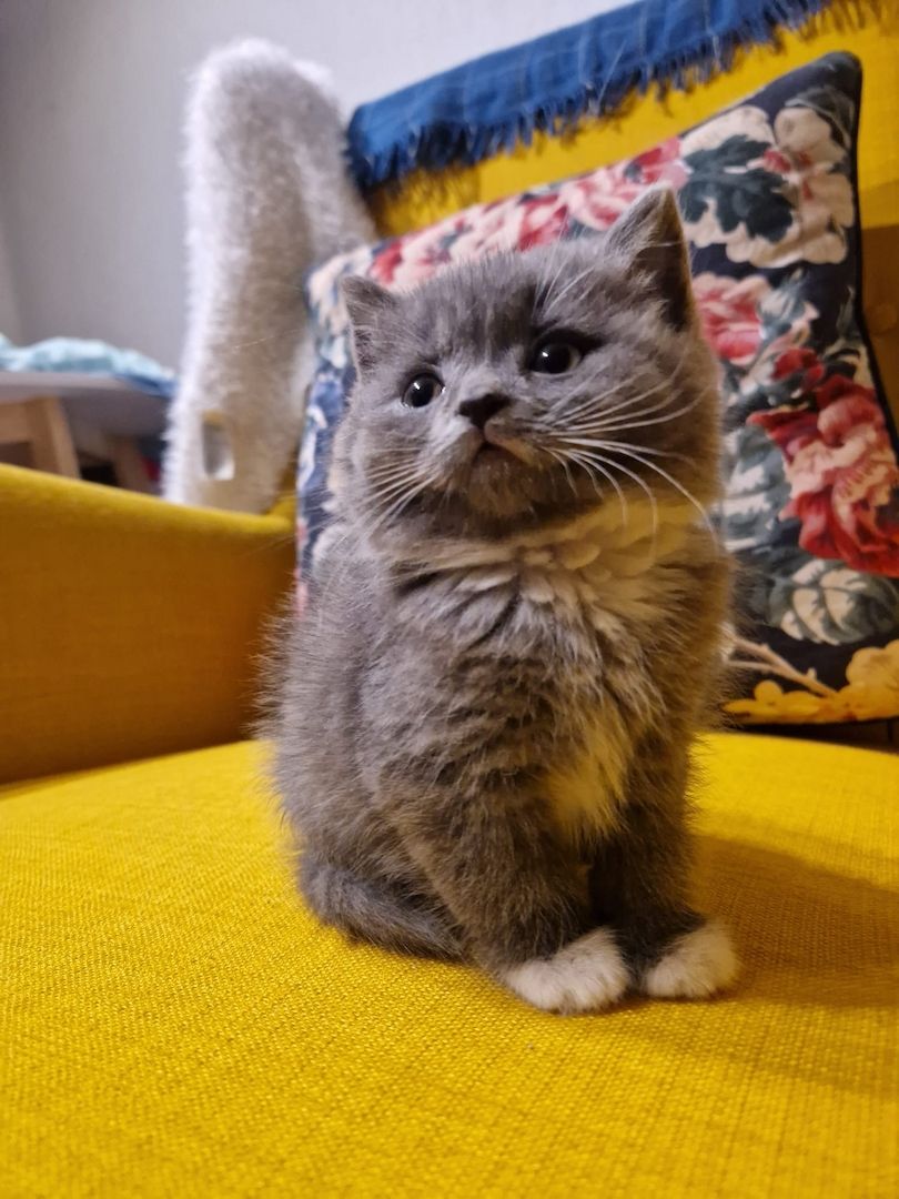 Babykatze, BKH, Kitten, Blau, Katzen