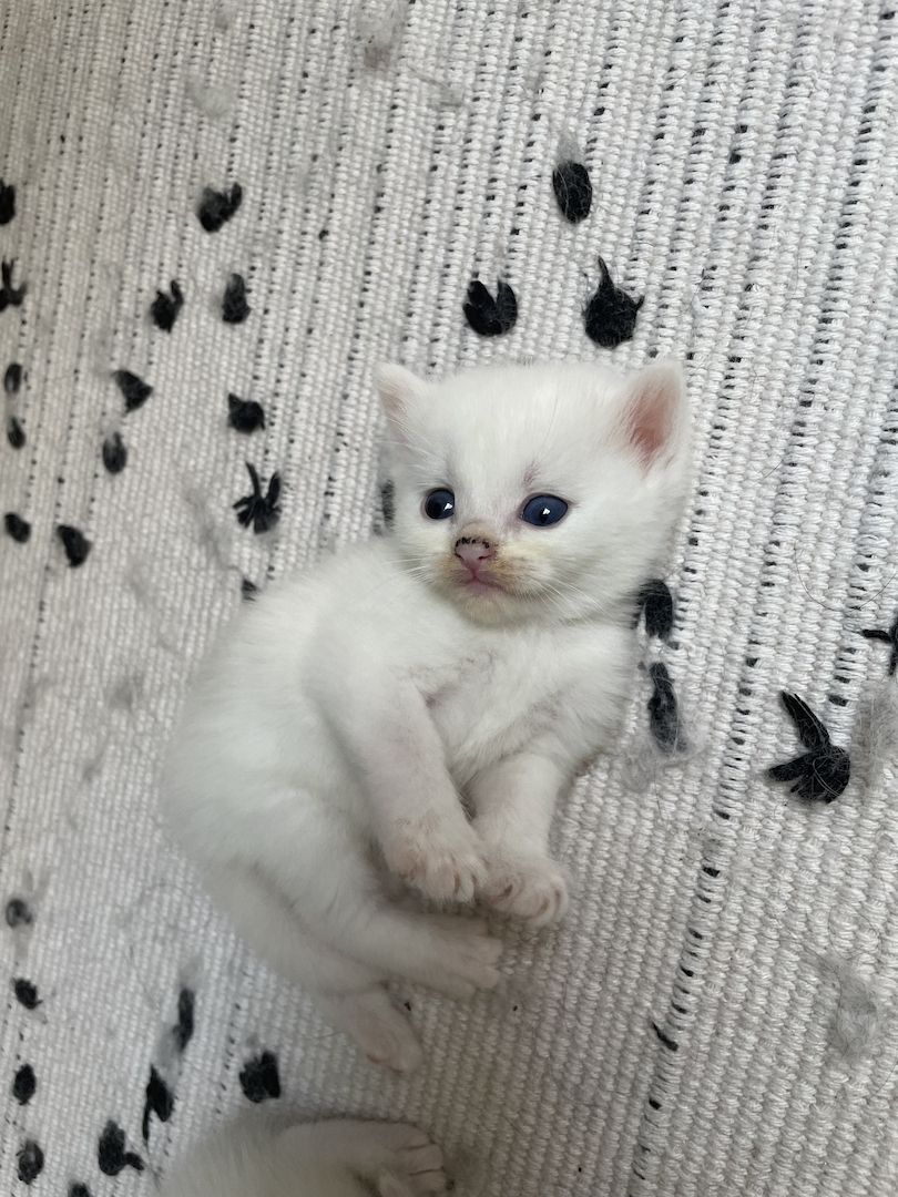 BKH Maine Coon Kitten