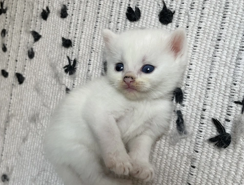 BKH Maine Coon Kitten