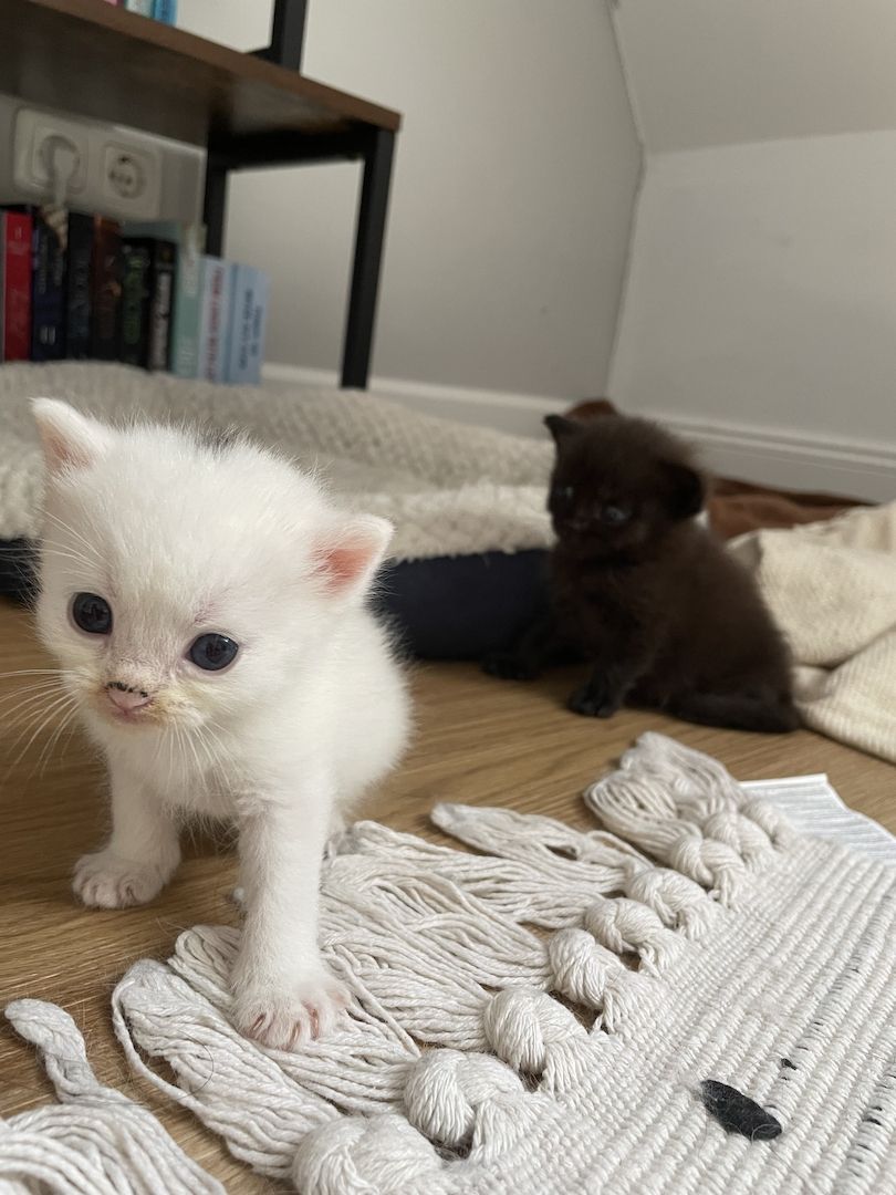 BKH Maine Coon Kitten