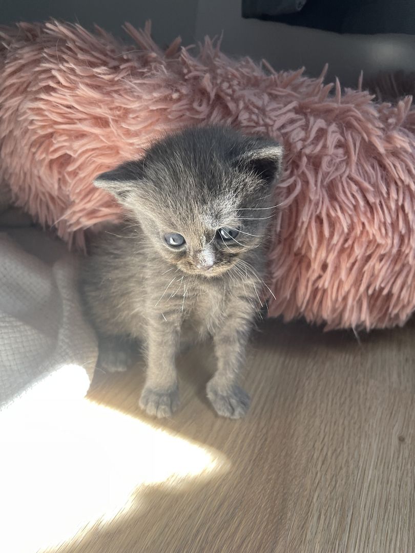 BKH Maine Coon Kitten