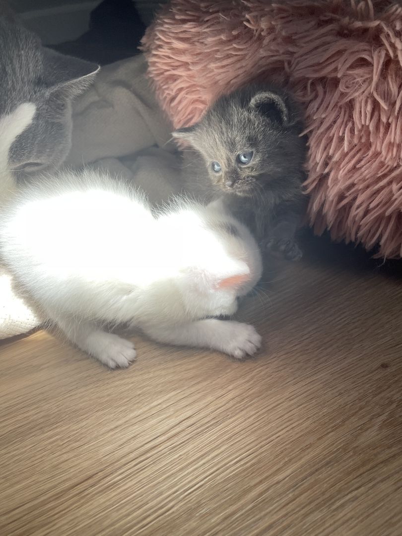 BKH Maine Coon Kitten