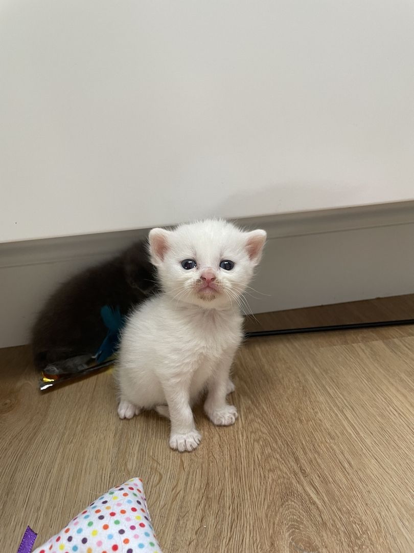 BKH Maine Coon Kitten