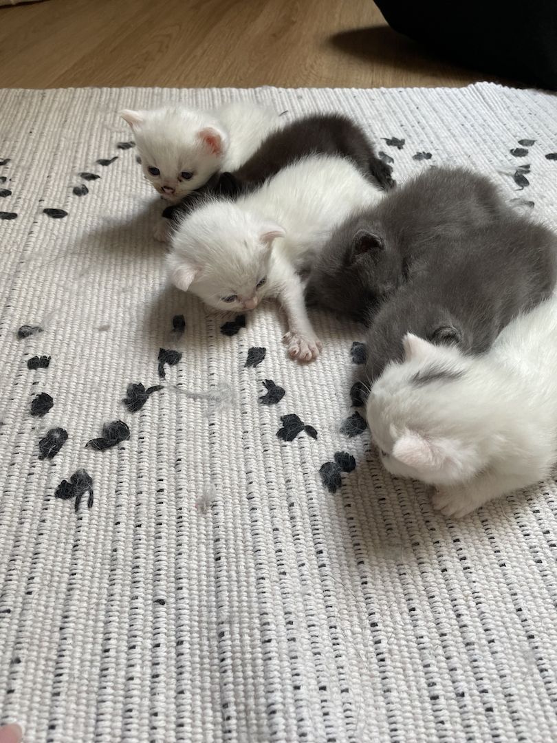 BKH Maine Coon Kitten