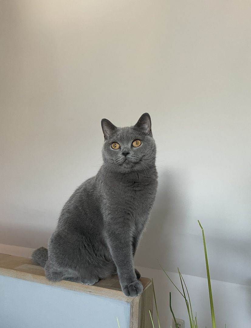 BKH Maine Coon Kitten