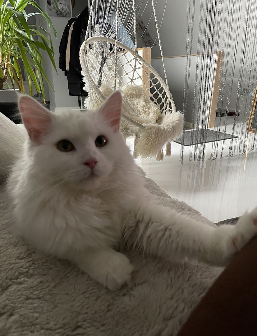 BKH Maine Coon Kitten