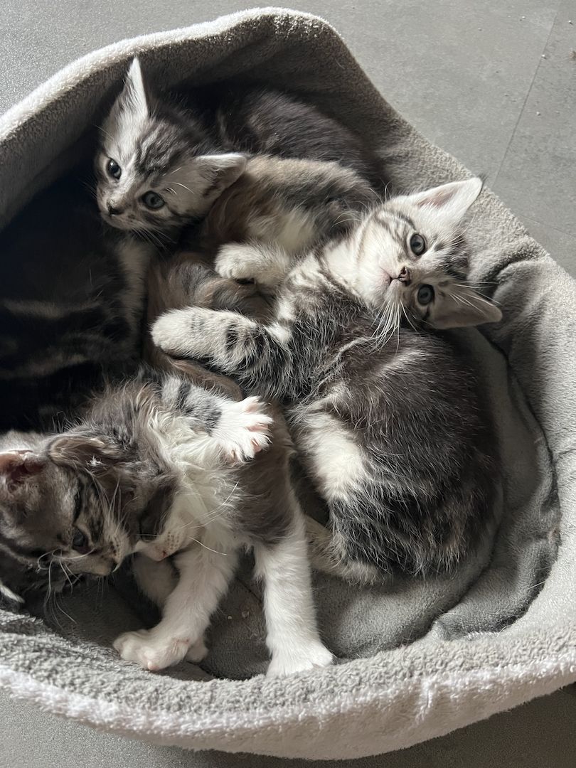 Maine Coon Mix Kitten