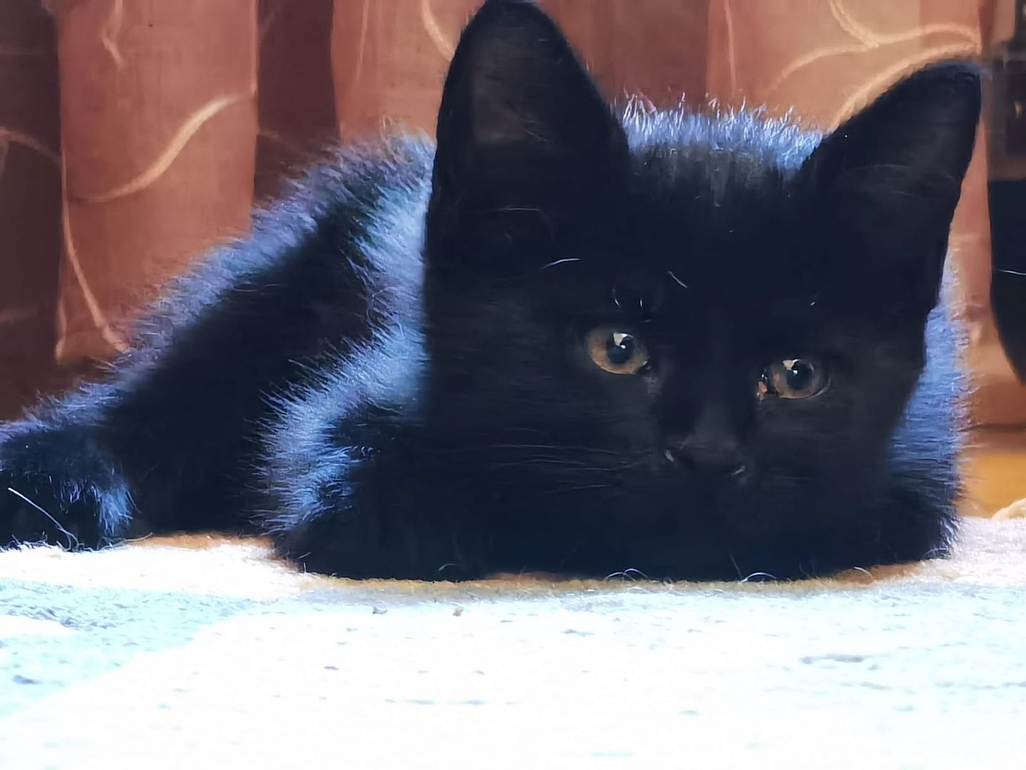 Lustige verspielte Kitten Lustige verspielte Kitten