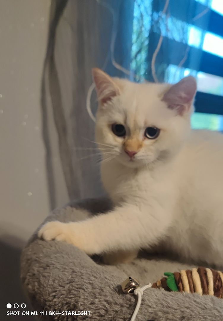 BKH Kitten mit Stammbaum und Gesundheitszeugnis