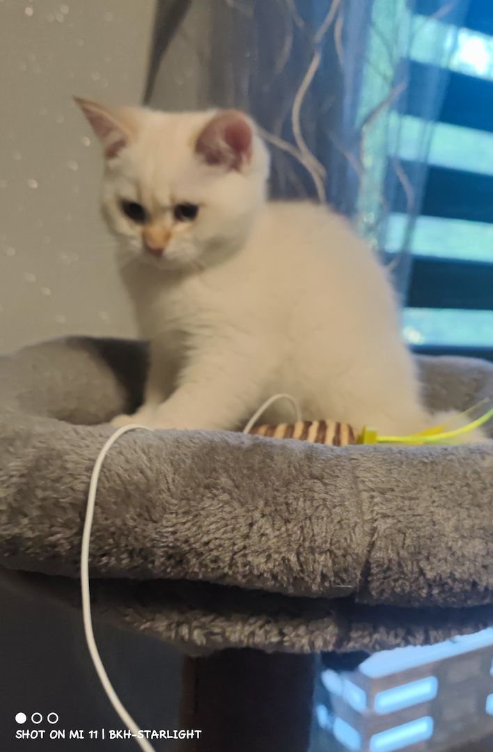 BKH Kitten mit Stammbaum und Gesundheitszeugnis