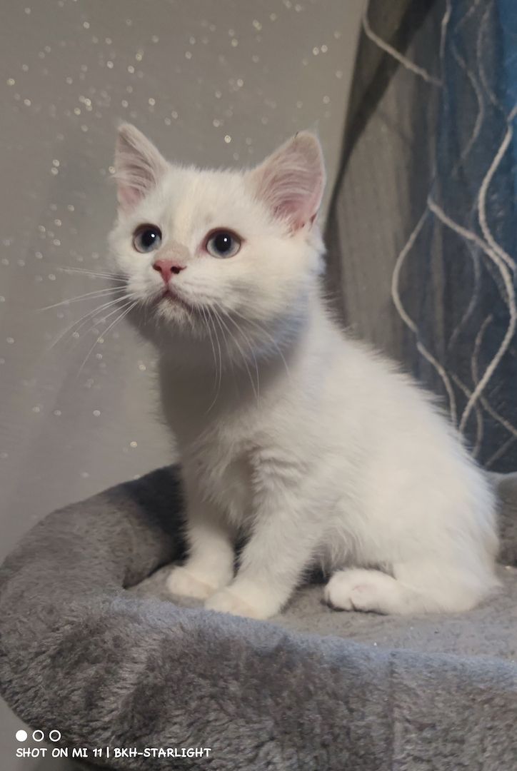 BKH Kitten mit Stammbaum und Gesundheitszeugnis