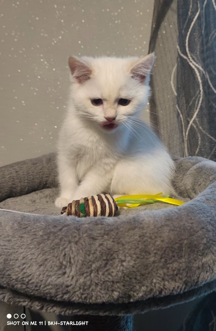 BKH Kitten mit Stammbaum und Gesundheitszeugnis