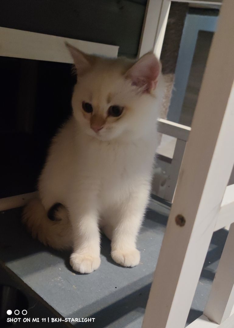 BKH Kitten mit Stammbaum und Gesundheitszeugnis