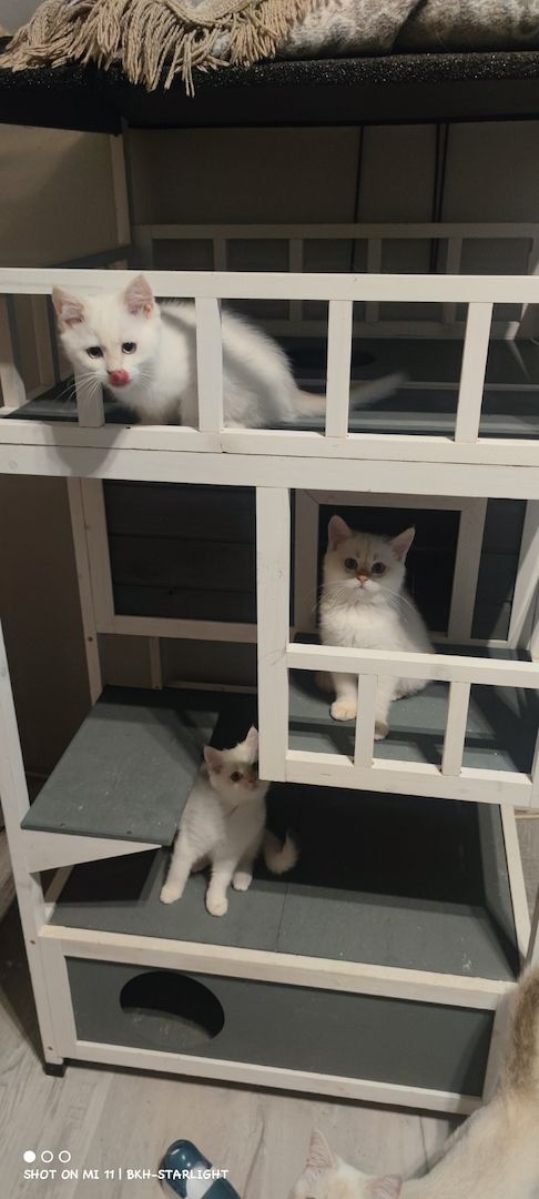 BKH Kitten mit Stammbaum und Gesundheitszeugnis