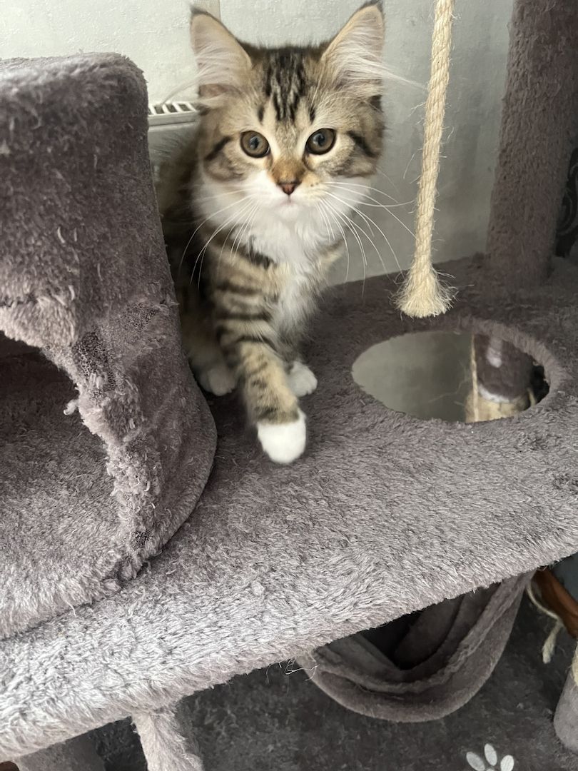 EKH Mix Kitten Weiblich