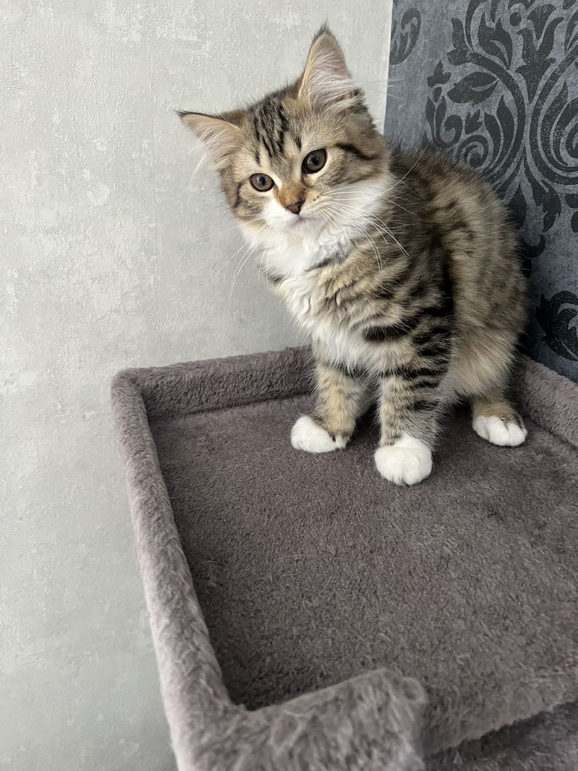 EKH Mix Kitten Weiblich