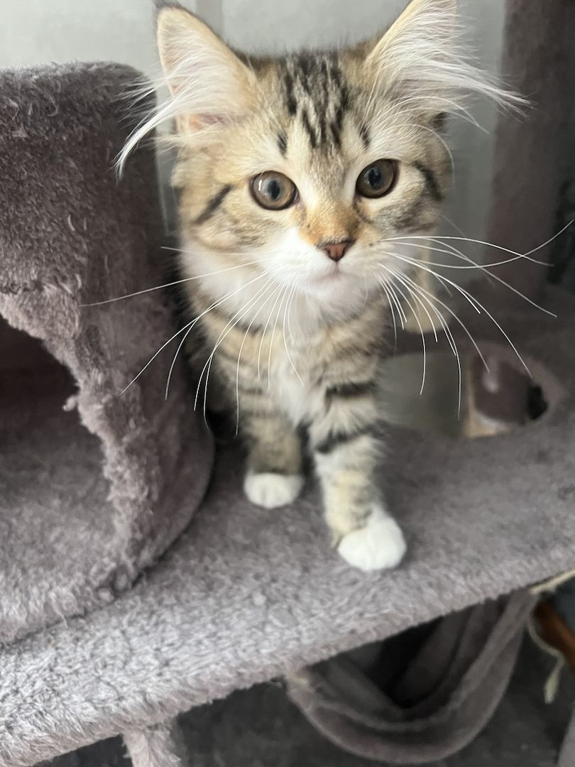 EKH Mix Kitten Weiblich