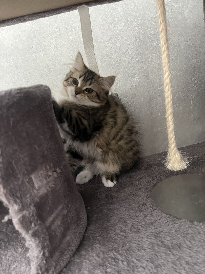 EKH Mix Kitten Weiblich