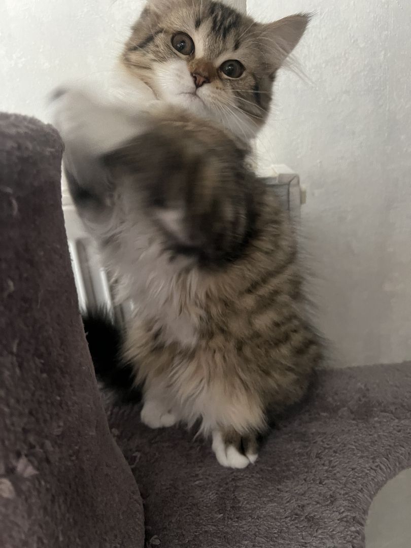 EKH Mix Kitten Weiblich