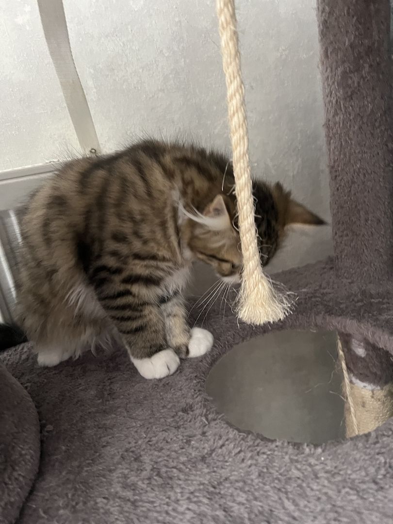 EKH Mix Kitten Weiblich