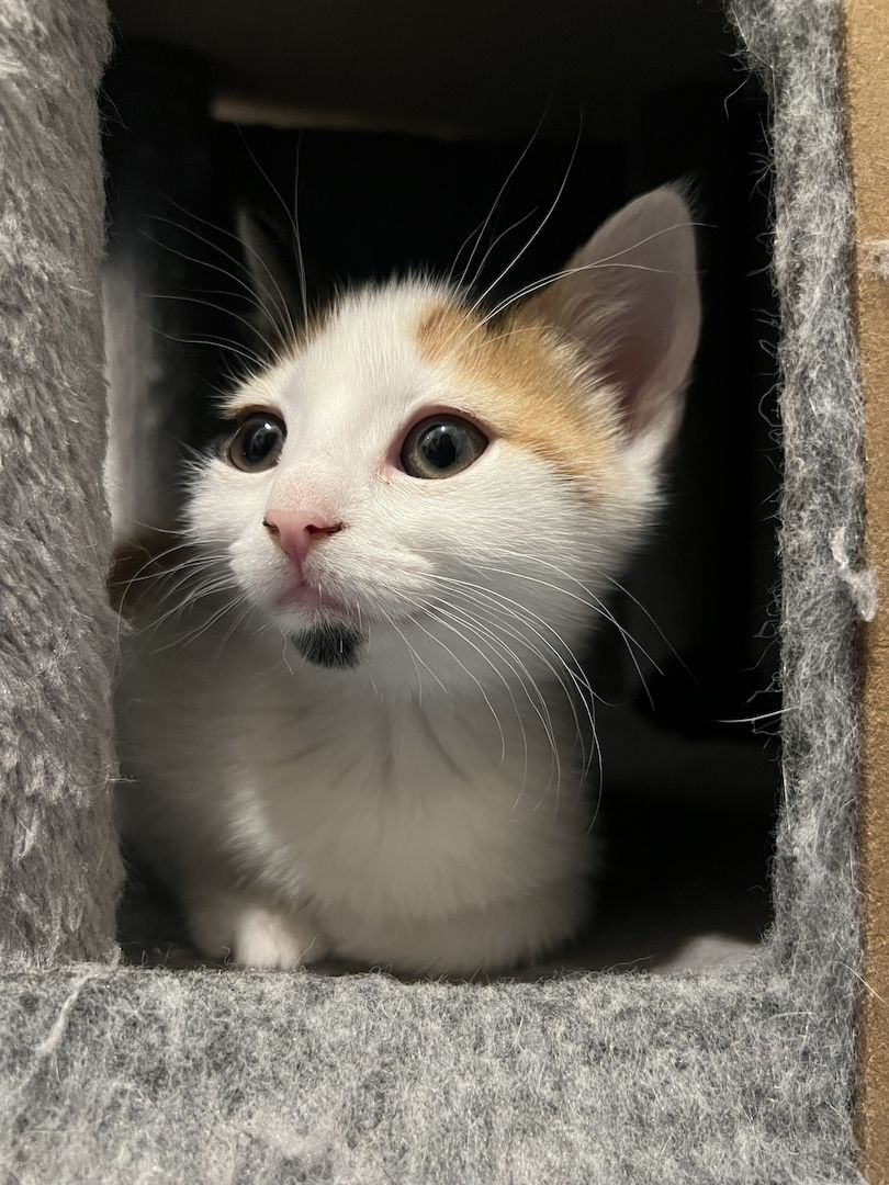 Europäisch Kurzhaar Kitten