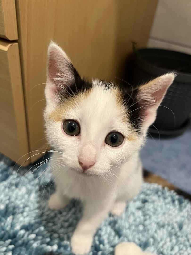 Europäisch Kurzhaar Kitten