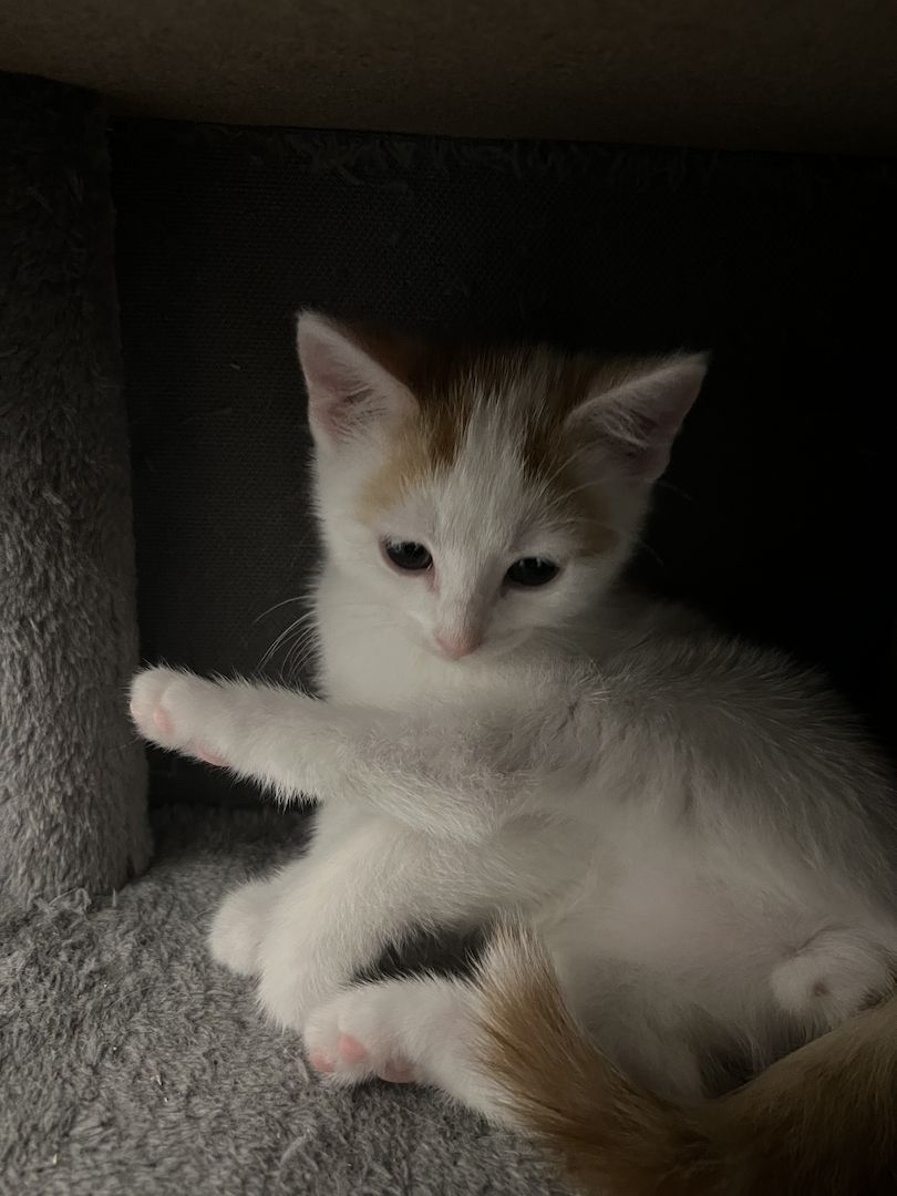 Europäisch Kurzhaar Kitten